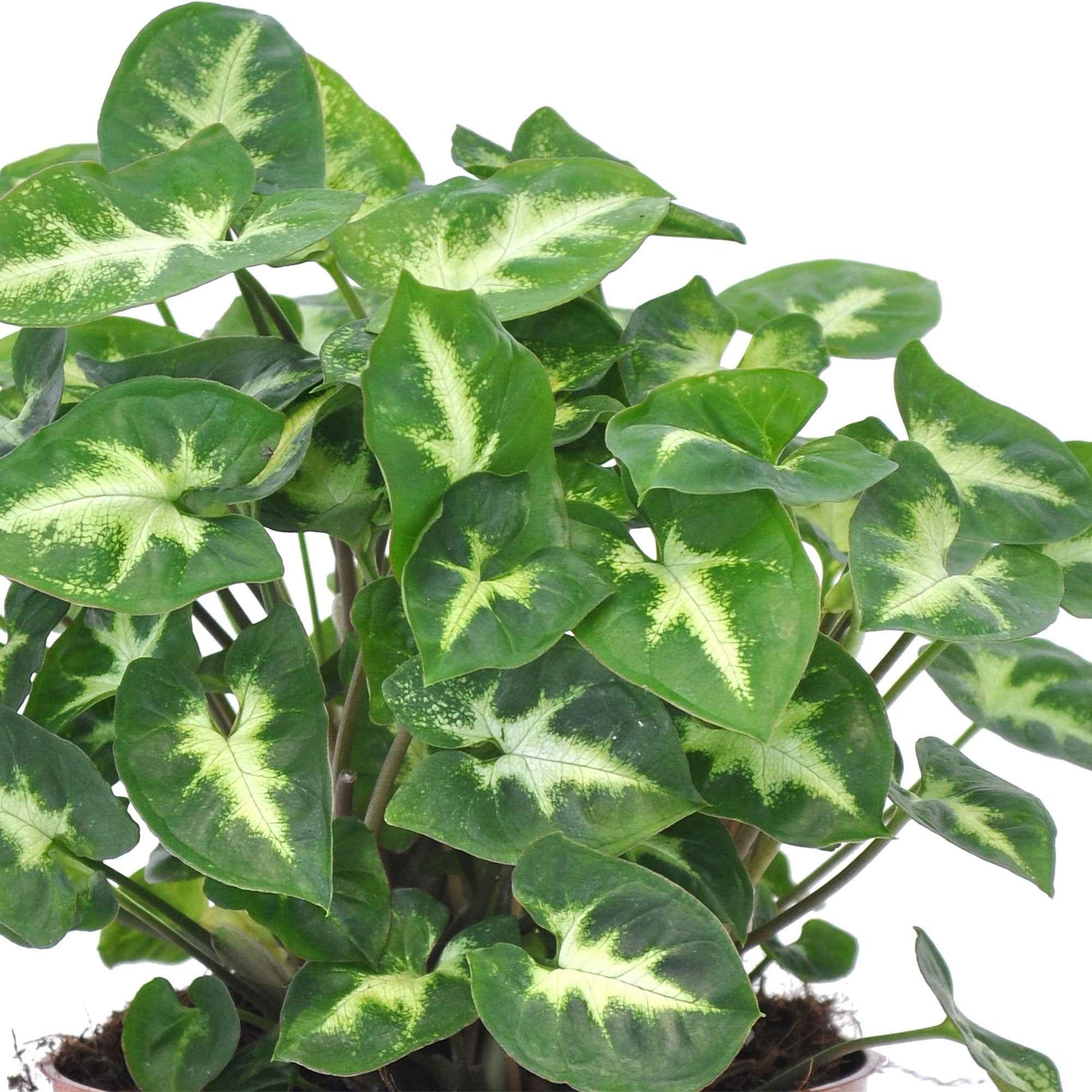 Plante d'intérieur - syngonium vert en hydroculture 30cm