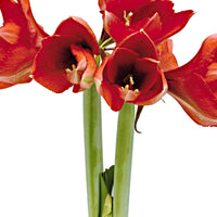 Amaryllis 'Glitterz' Argent - Bulbes de fleurs populaires
