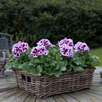 3x Géranium des fleuristes Pelargonium 'Patricia' rose-violet - Fleurs d'été