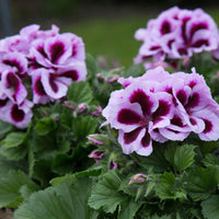 3x Géranium des fleuristes Pelargonium 'Patricia' rose-violet - Caractéristiques des plantes