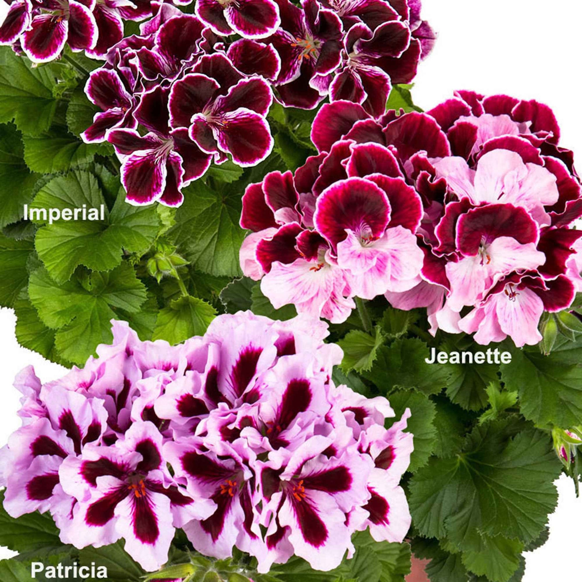 3x Géranium des fleuristes Pelargonium 'Imperial' + 'Jeanette' + 'Patricia' - Fleurs de balcon
