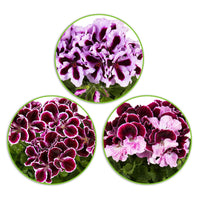 3x Géranium des fleuristes Pelargonium 'Imperial' + 'Jeanette' + 'Patricia' - Caractéristiques des plantes