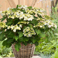 Hortensia Hydrangea 'Doppio Bianco' Blanc - Arbustes