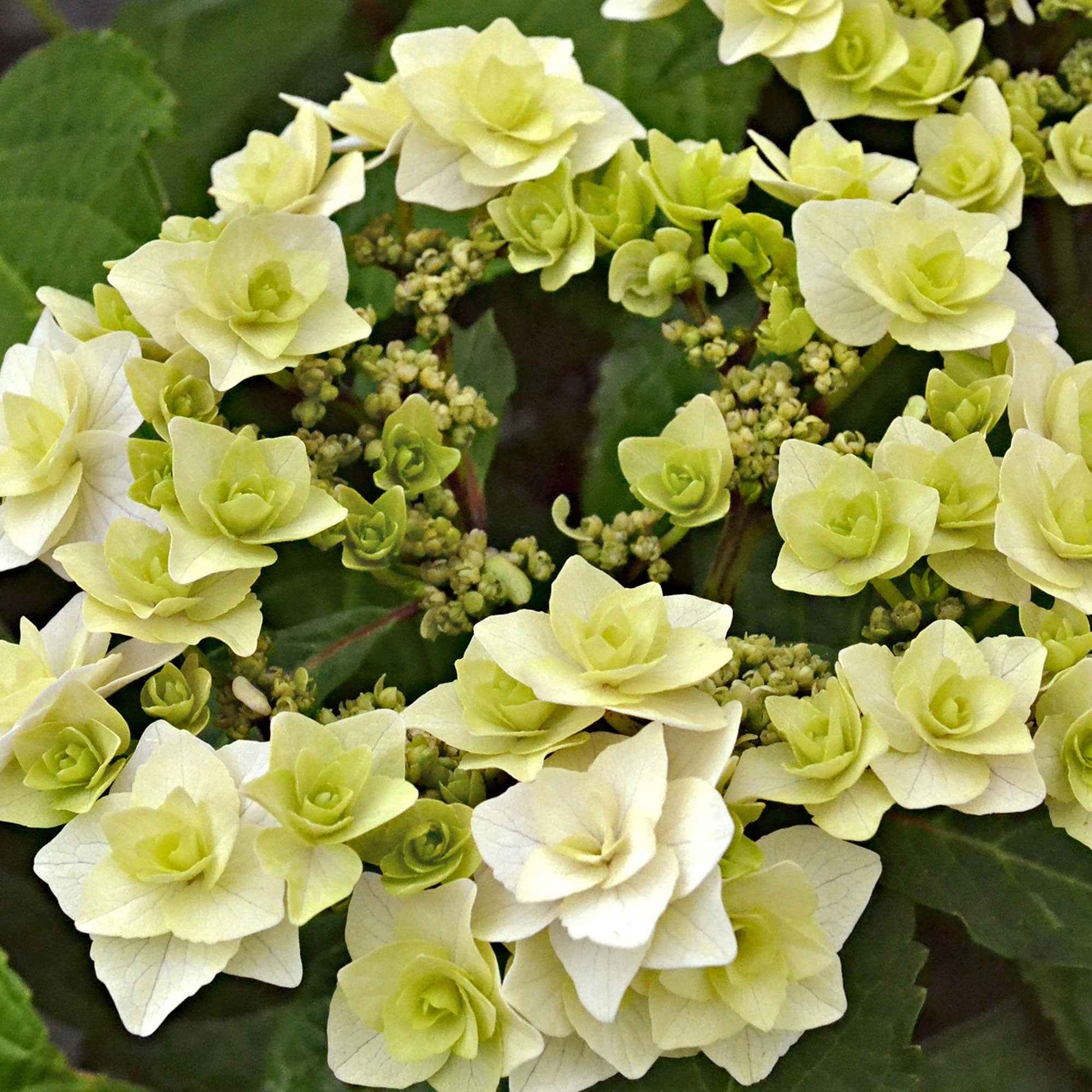 Hortensia Hydrangea 'Doppio Bianco' Blanc - Arbustes fleuris