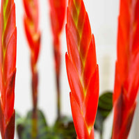 Bromélia Vriesea 'Era' vert-rouge avec pot décoratif - Petites plantes d'intérieur