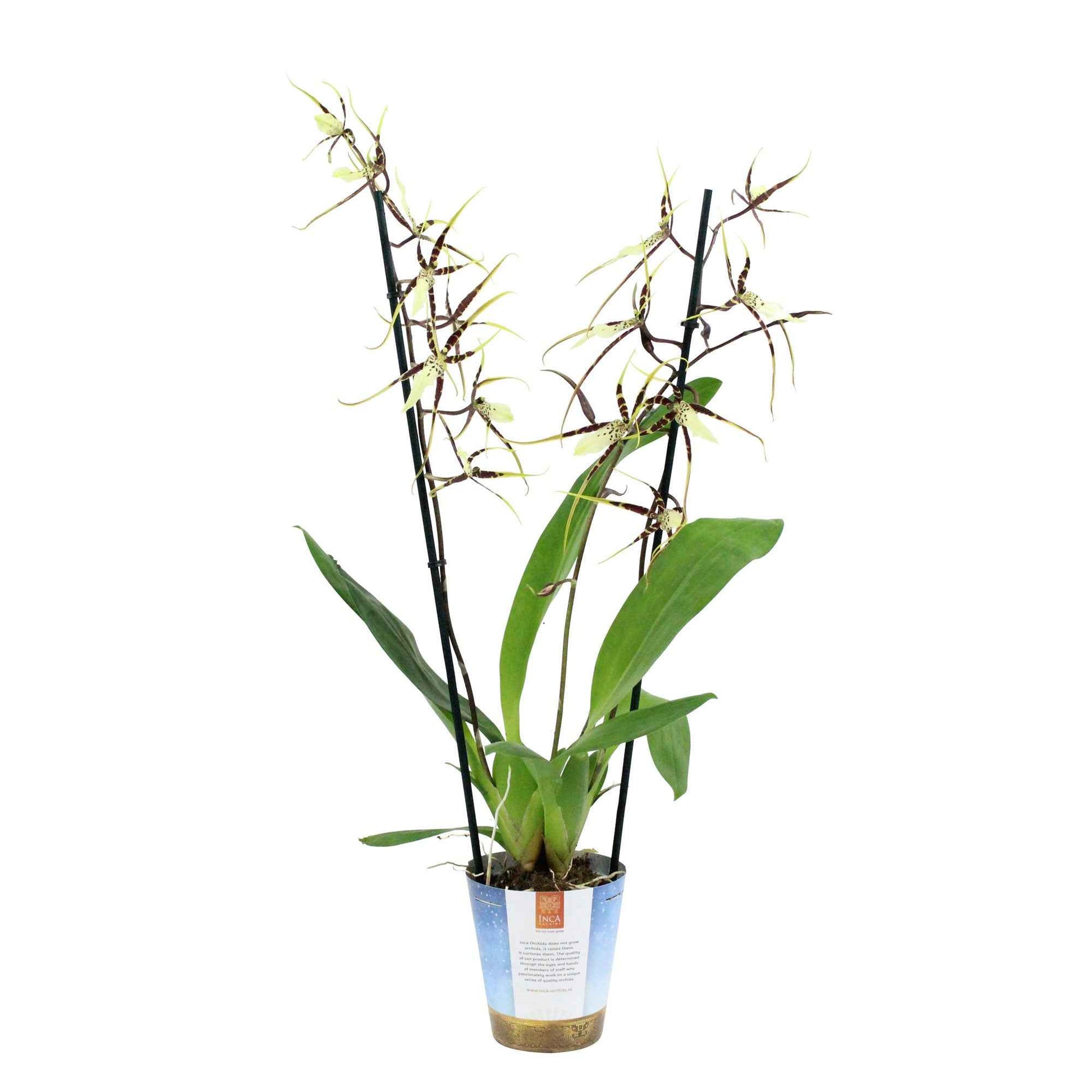Orchidée araignée Brassia x bratonia 'Toscane' Jaune-Marron - Plantes d'intérieur fleuries