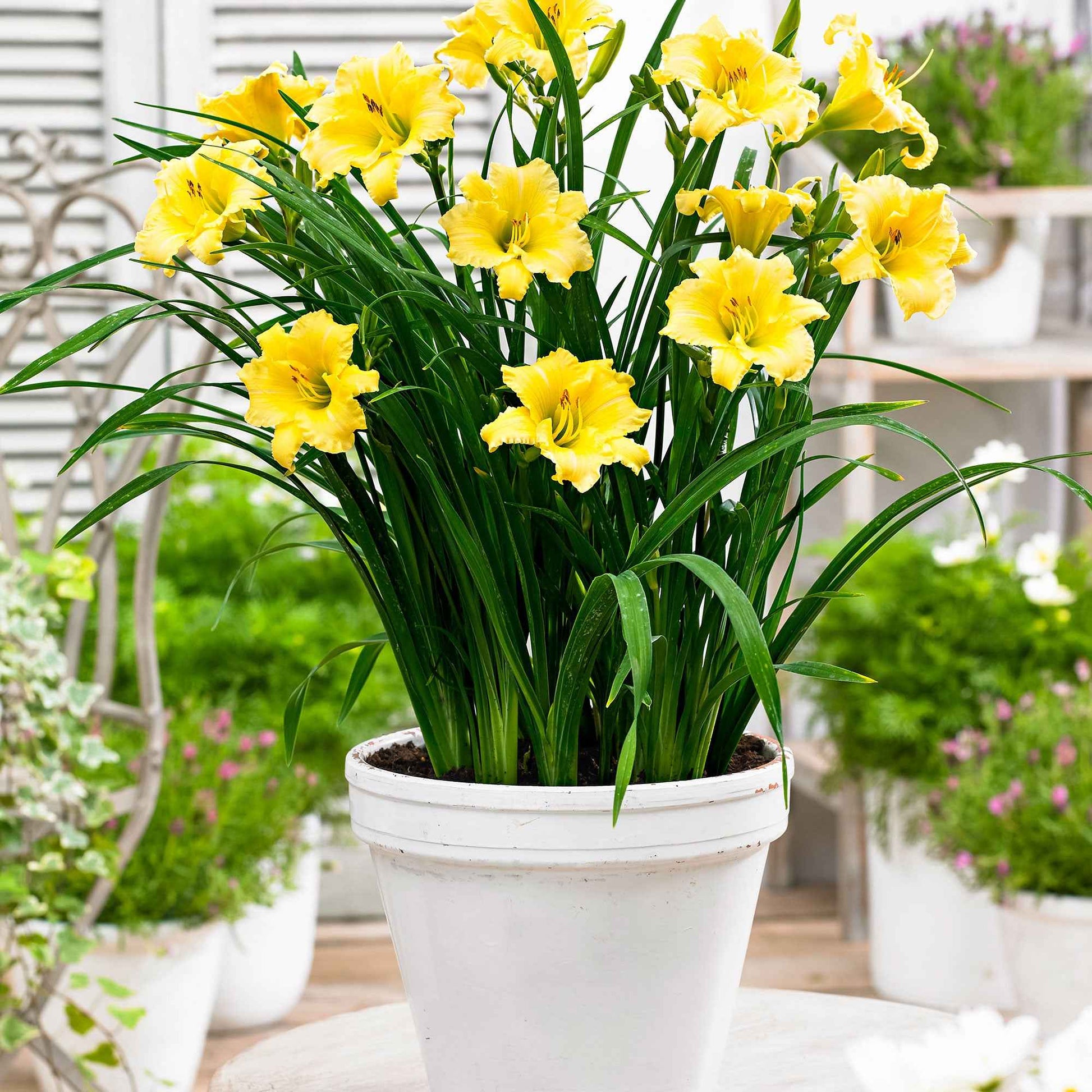 Lys Hemerocallis 'Cream' jaune - Plants à racines nues - Plantes d'extérieur