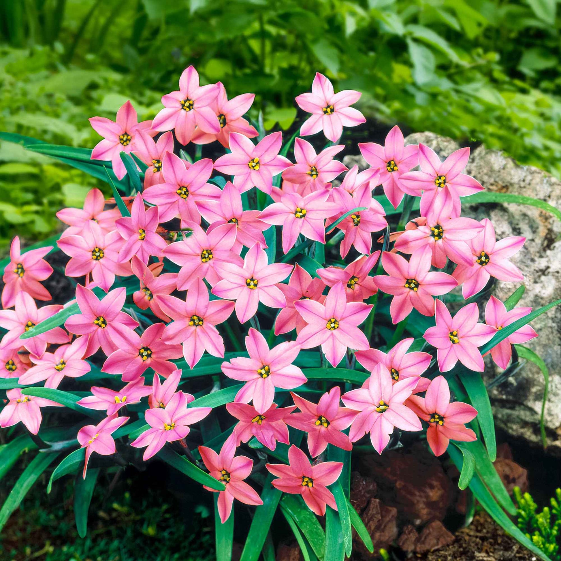 35x Étoile de printemps  Ipheion 'Charlotte Bishop' rose - Arbustes à papillons et plantes mellifères