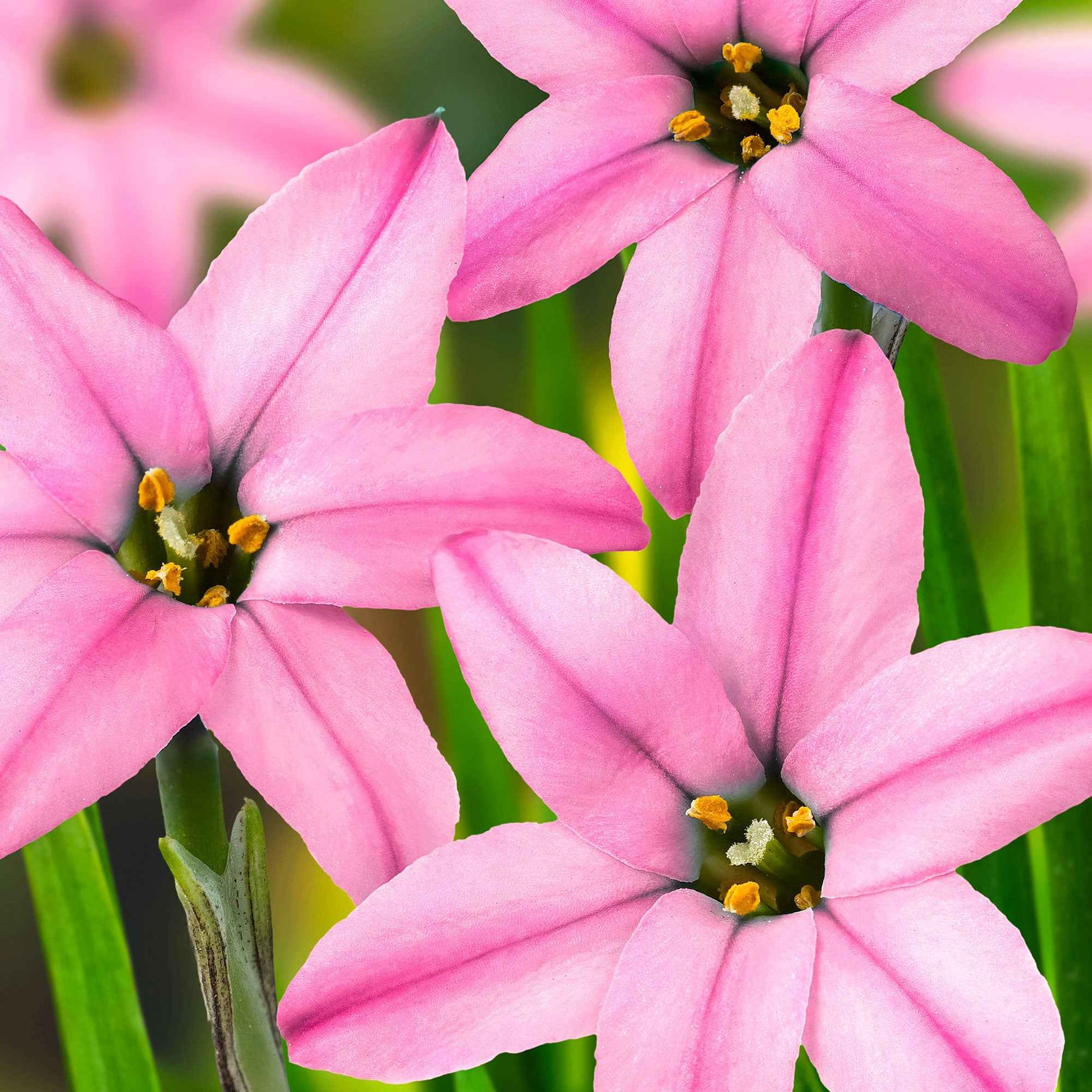 35x Étoile de printemps  Ipheion 'Charlotte Bishop' rose - Caractéristiques des plantes