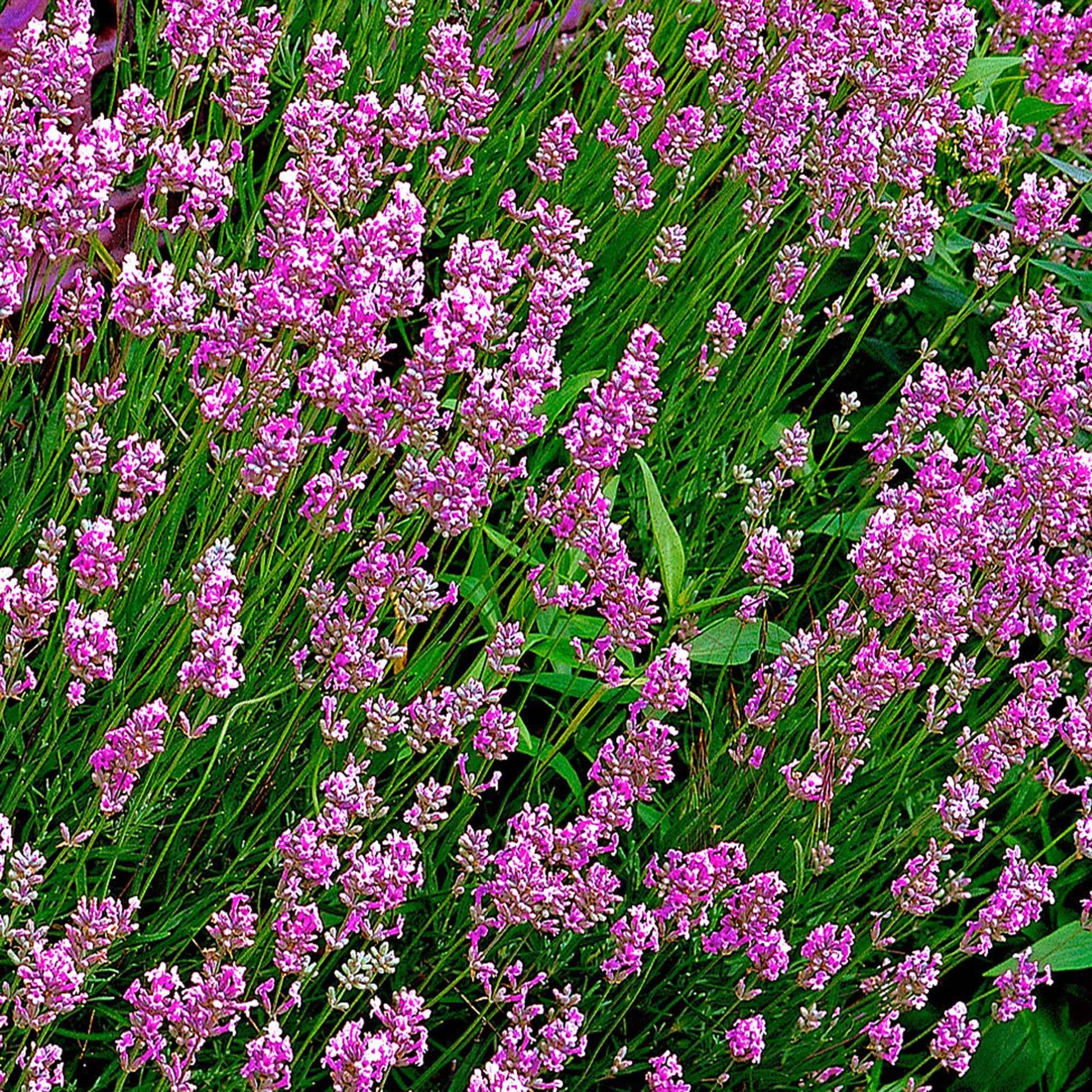 6x Joubarbe Lavandula 'Loddon Pink' rose - Espèces de plantes