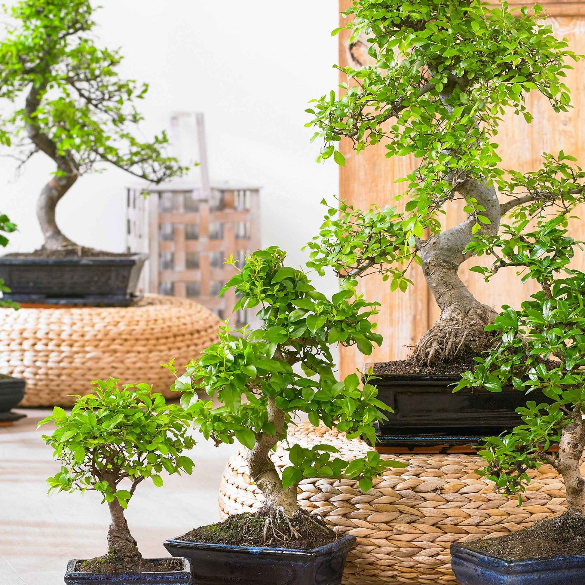 For Oklahoma grower, creating bonsai trees no small task