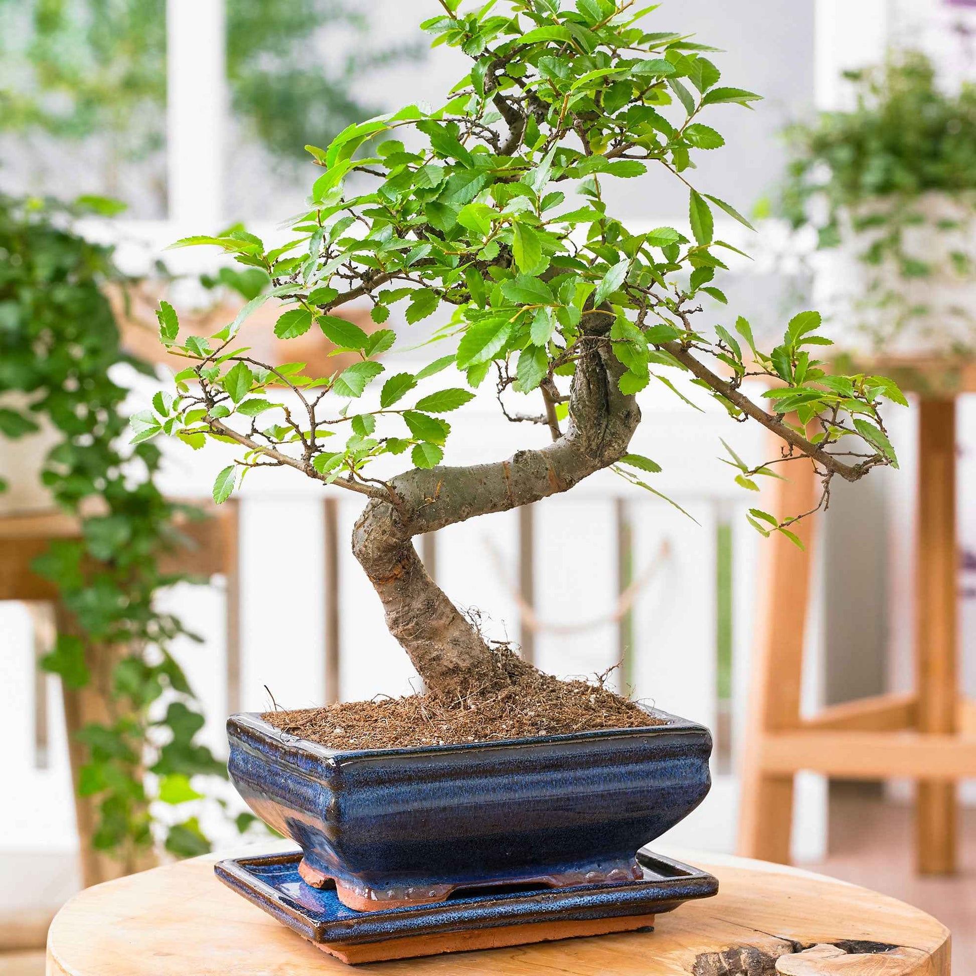Bonsaï Zelkova du Japon en forme de S avec cache-pot bleu - Ficus