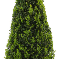 Buxus sempervirens pyramidal - Rustique - Arbustes de Balcon