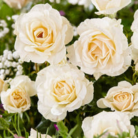 Rosier à grandes fleurs Rosa  'True Love'® Blanc  - Plants à racines nues - Caractéristiques des plantes