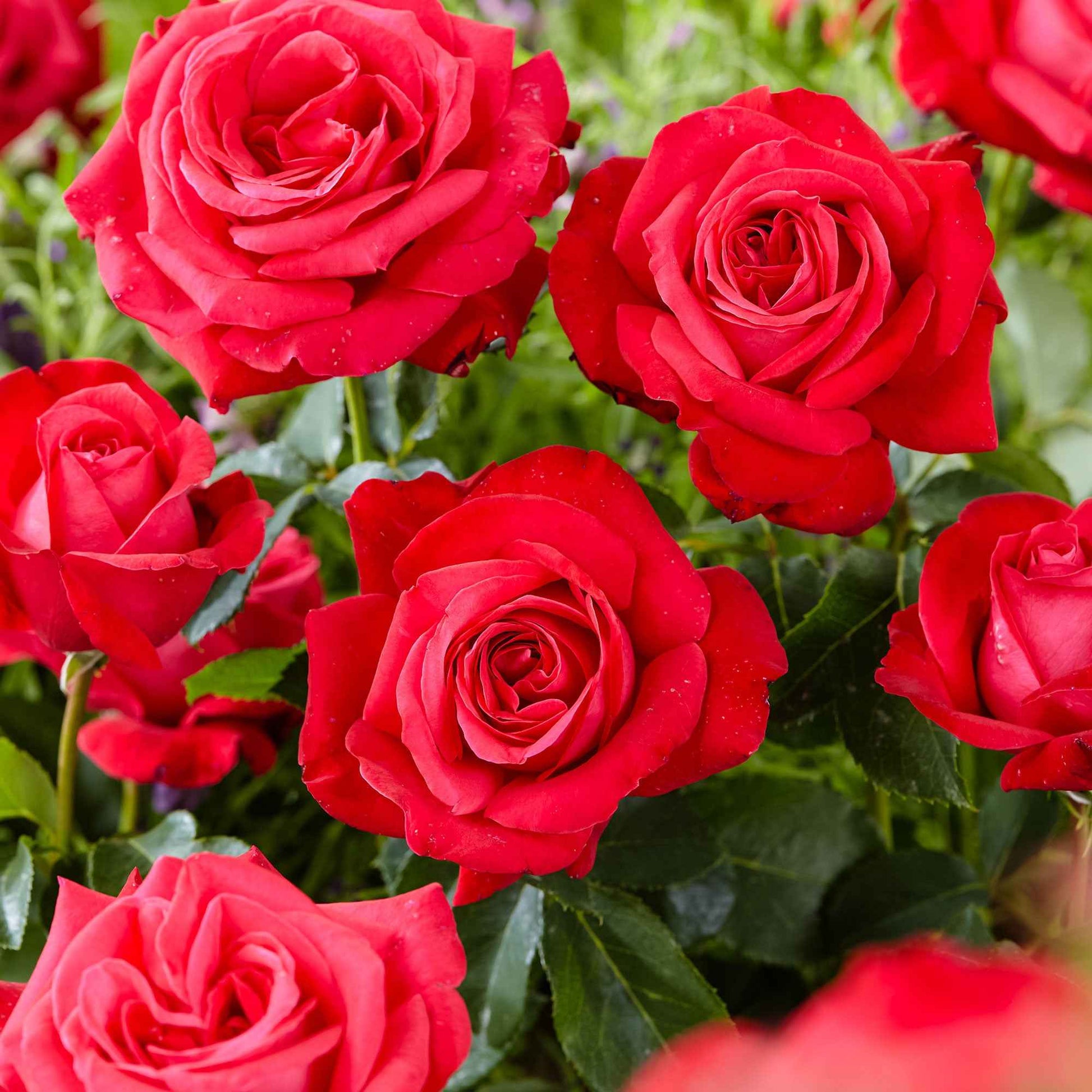 Rosier à grandes fleurs Rosa 'Dame De Coeur'® Rouge  - Plants à racines nues - Caractéristiques des plantes