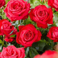 Rosier à grandes fleurs Rosa 'Dame De Coeur'® Rouge  - Plants à racines nues - Espèces de plantes