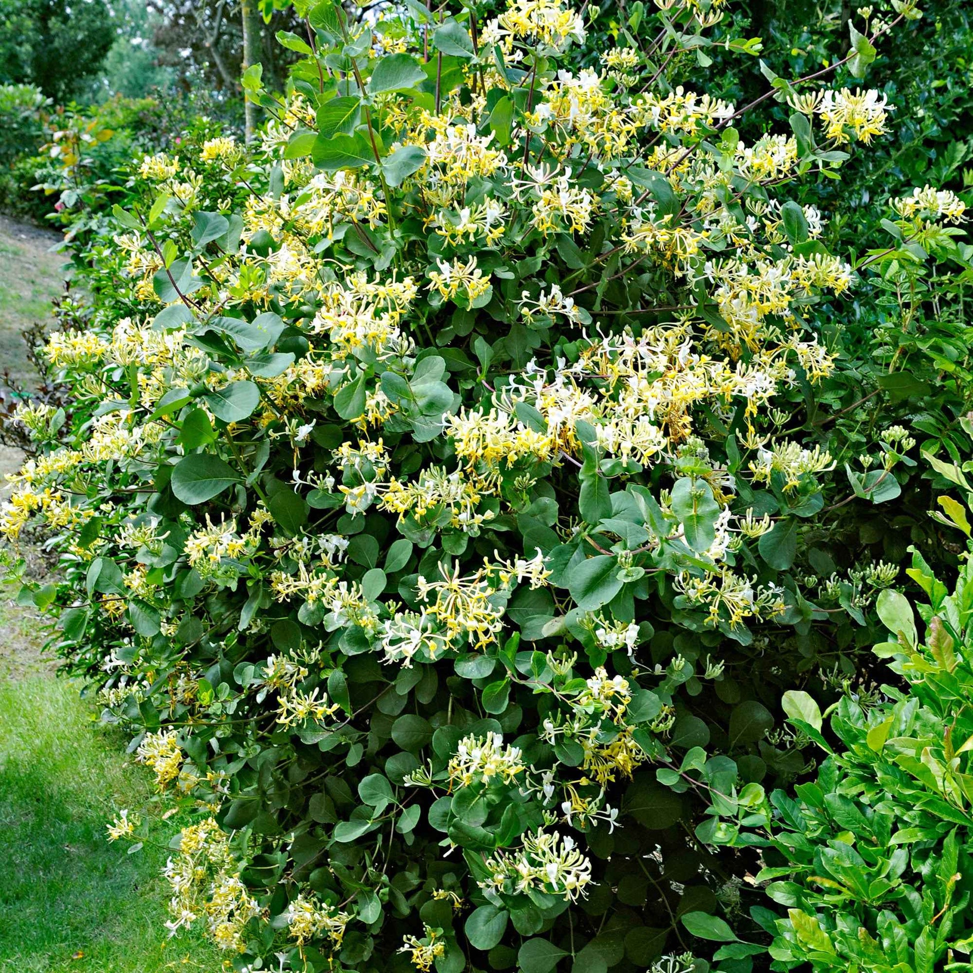 Chèvrefeuille Lonicera 'Halliana' jaune-blanc - Arbustes
