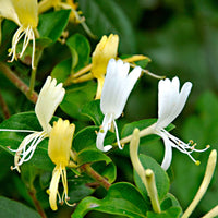 Chèvrefeuille Lonicera 'Halliana' jaune-blanc - Caractéristiques des plantes