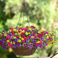 Semences de fleurs Jaune-Rose-Violet - Caractéristiques des plantes