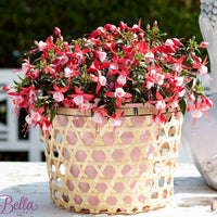 3x Fuchsia 'Evita' rouge-blanc - Caractéristiques des plantes