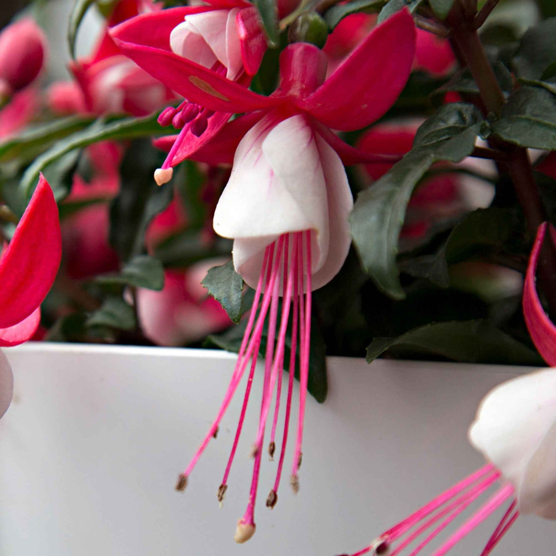3x Fuchsia 'Evita' rouge-blanc - Fleurs de balcon