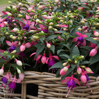 3x Fuchsia 'Mariska' violet-rose - Fleurs de balcon
