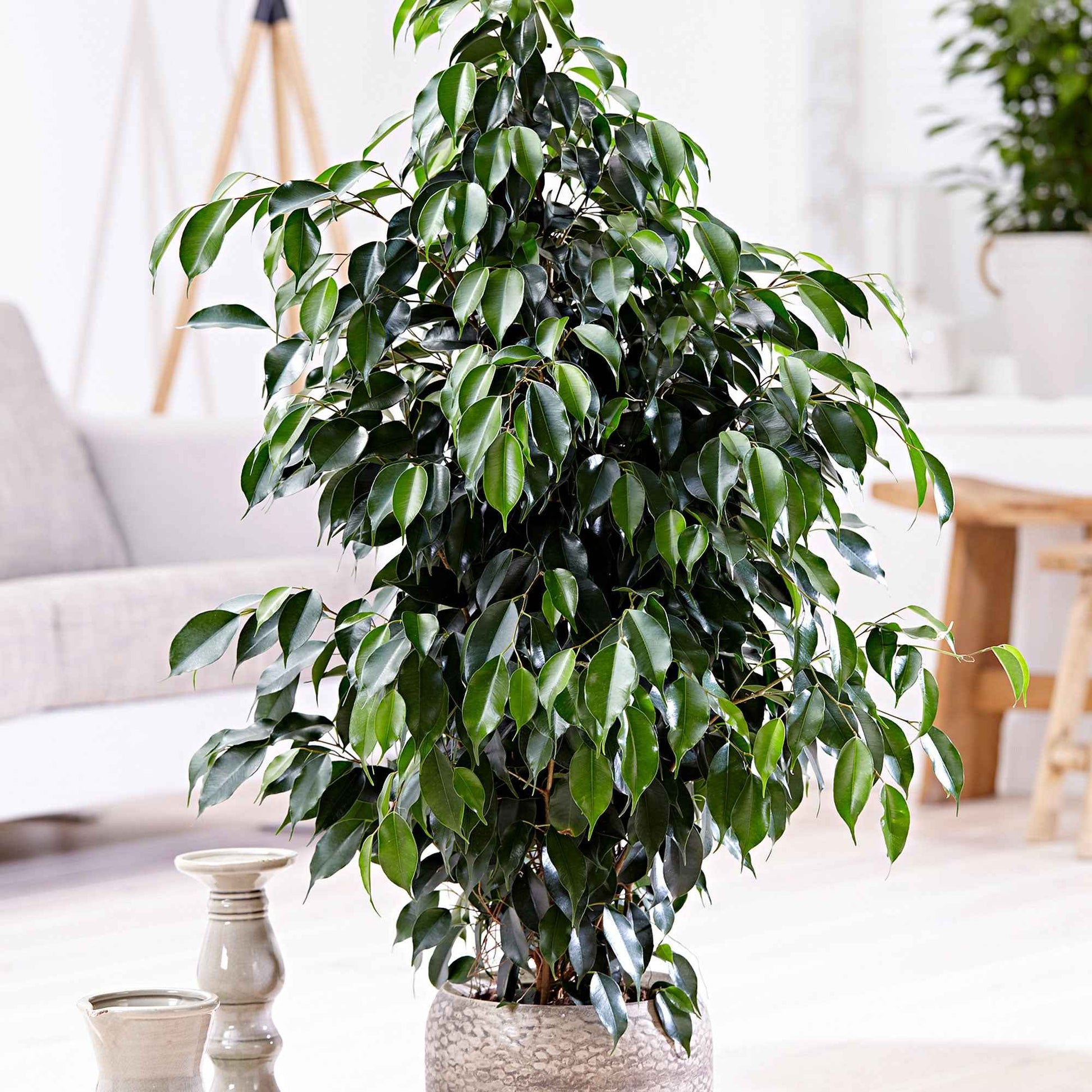 Figuier pleureur Ficus benjamina 'Danielle' avec panier en osier gris - Grandes plantes d'intérieur