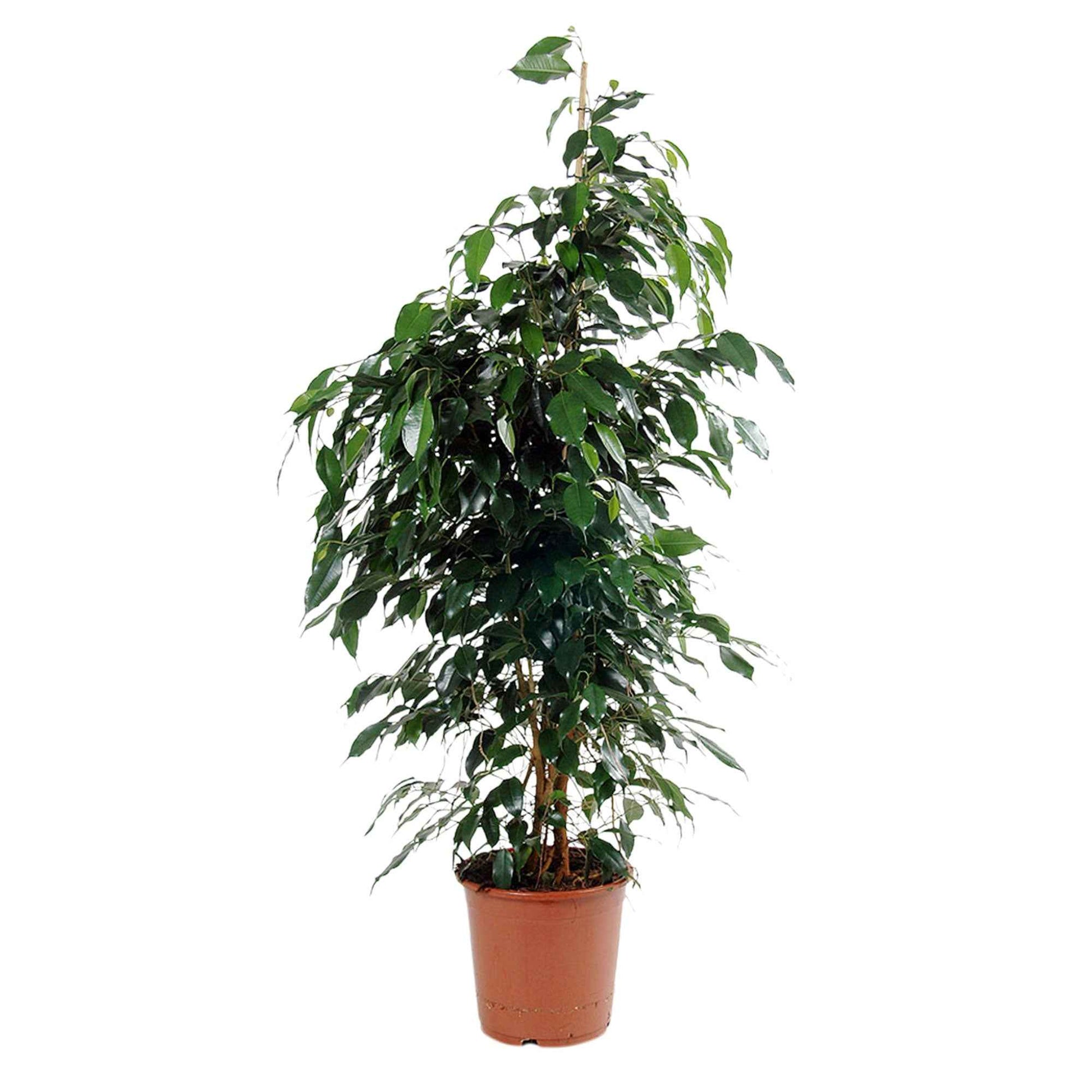 Figuier pleureur Ficus benjamina 'Daniëlle' - Plantes d'intérieur populaires