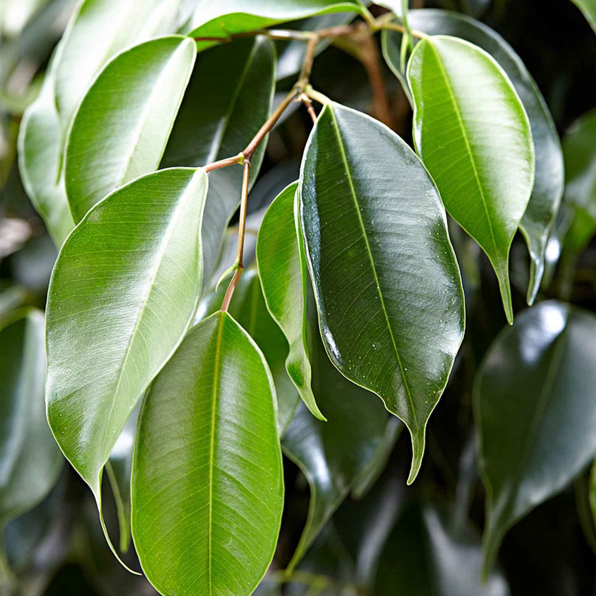 Figuier pleureur Ficus benjamina 'Daniëlle' - Plantes d'intérieur : les tendances actuelles