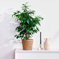Figuier pleureur Ficus benjamina 'Daniëlle' - Grandes plantes d'intérieur