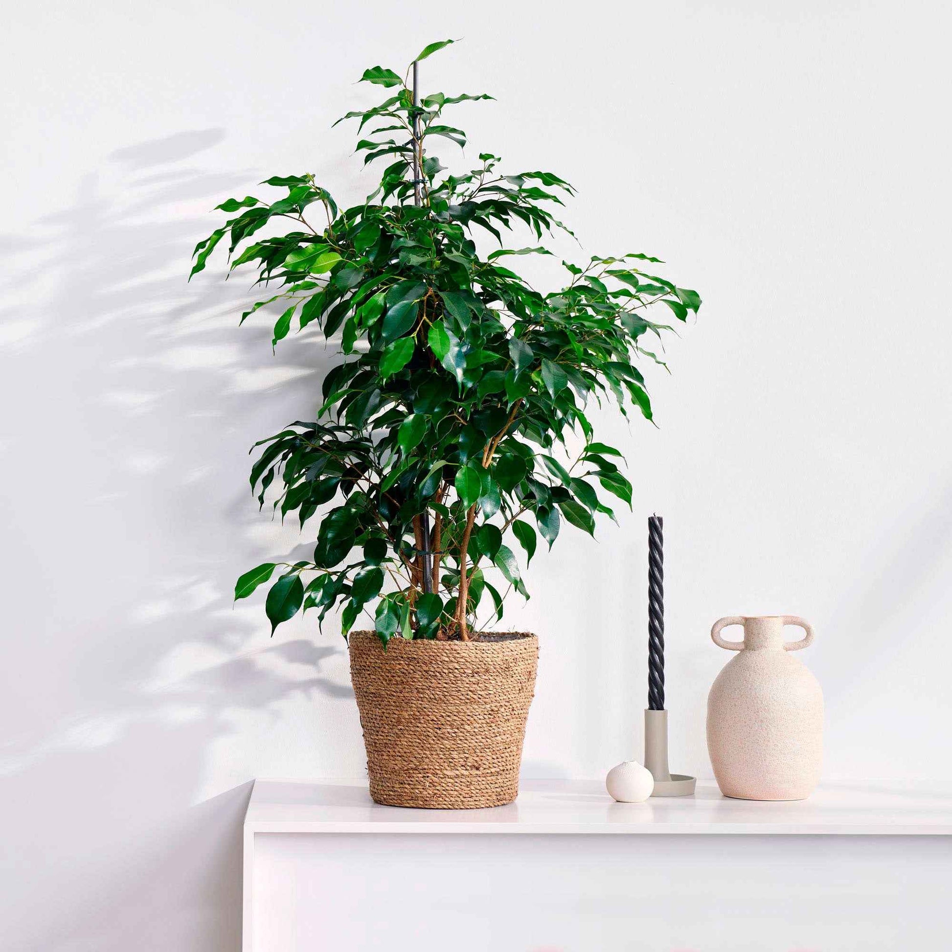 Figuier pleureur Ficus benjamina 'Daniëlle' - Plantes d'intérieur