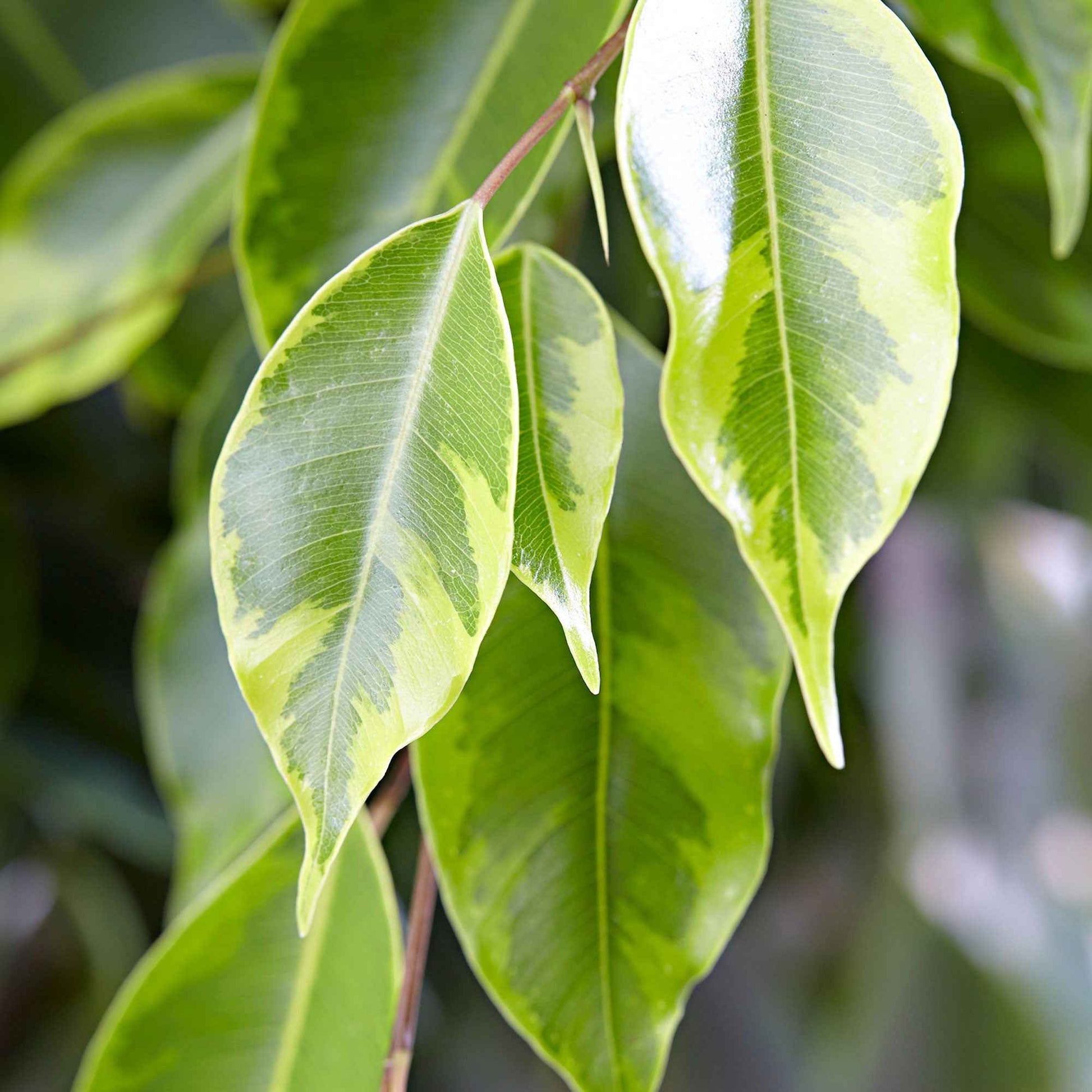 Figuier pleureur Ficus benjamina 'Anastasia' - Plantes d'intérieur : les tendances actuelles