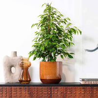 Figuier pleureur Ficus benjamina 'Anastasia' - Grandes plantes d'intérieur