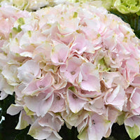 Hortensia Hydrangea 'Elegant Rose' Rose - Buissons fleuris