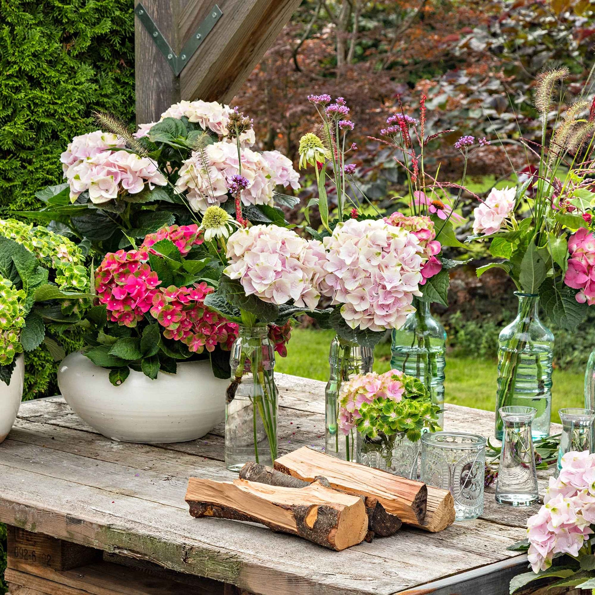 Hortensia Hydrangea 'Elegant Rose' Rose - Arbustes à fleurs