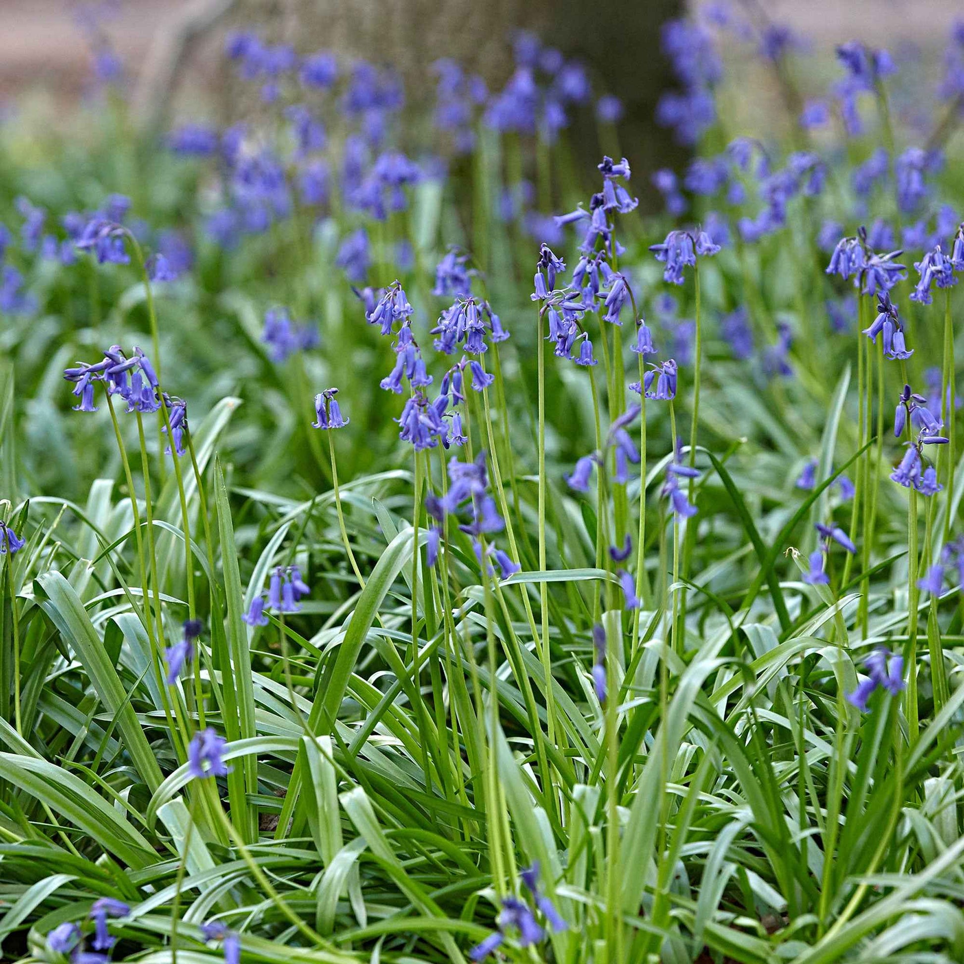 20x Jacinthe des bois Hyacinthoides non-scripta bleu - Bulbes de fleurs par catégorie
