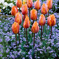 15x Tulipes Triomphe - Bulbes de printemps