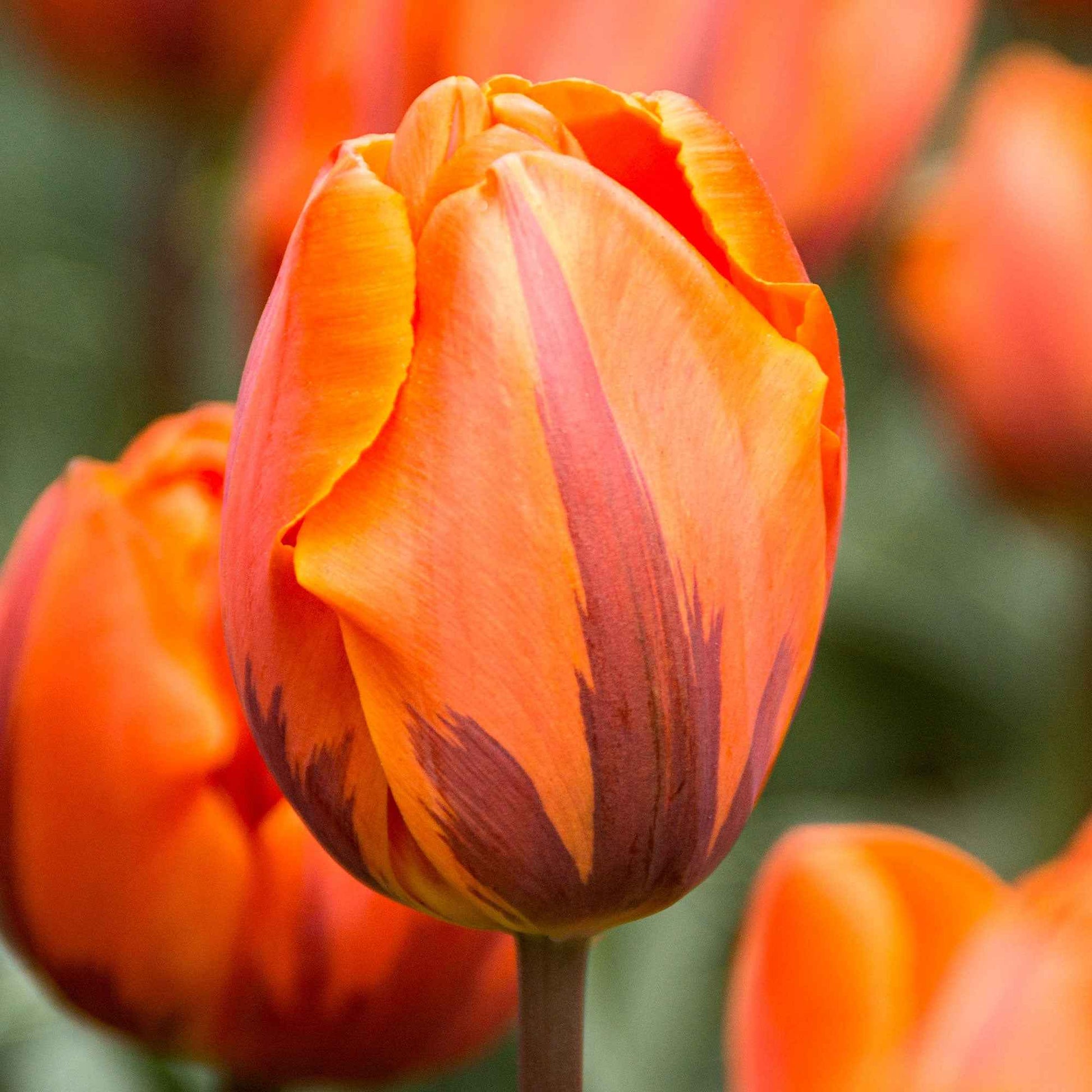 15x Tulipes Triomphe - Bulbes de fleurs populaires