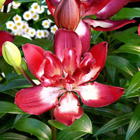 5x 0 Lys Lilium 'Double Sensation' rouge-blanc - Bulbes à fleurs
