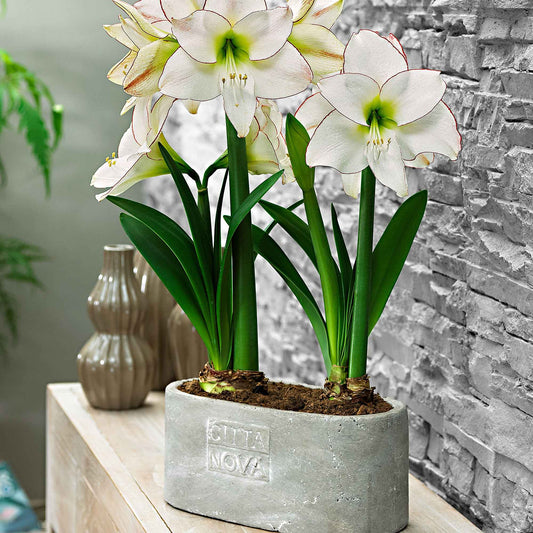 Amaryllis Hippeastrum 'Picotee' blanc - Amaryllis