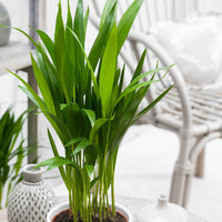 2x Palmier Areca avec cache-pots en crin végétal naturel - Petites plantes d'intérieur