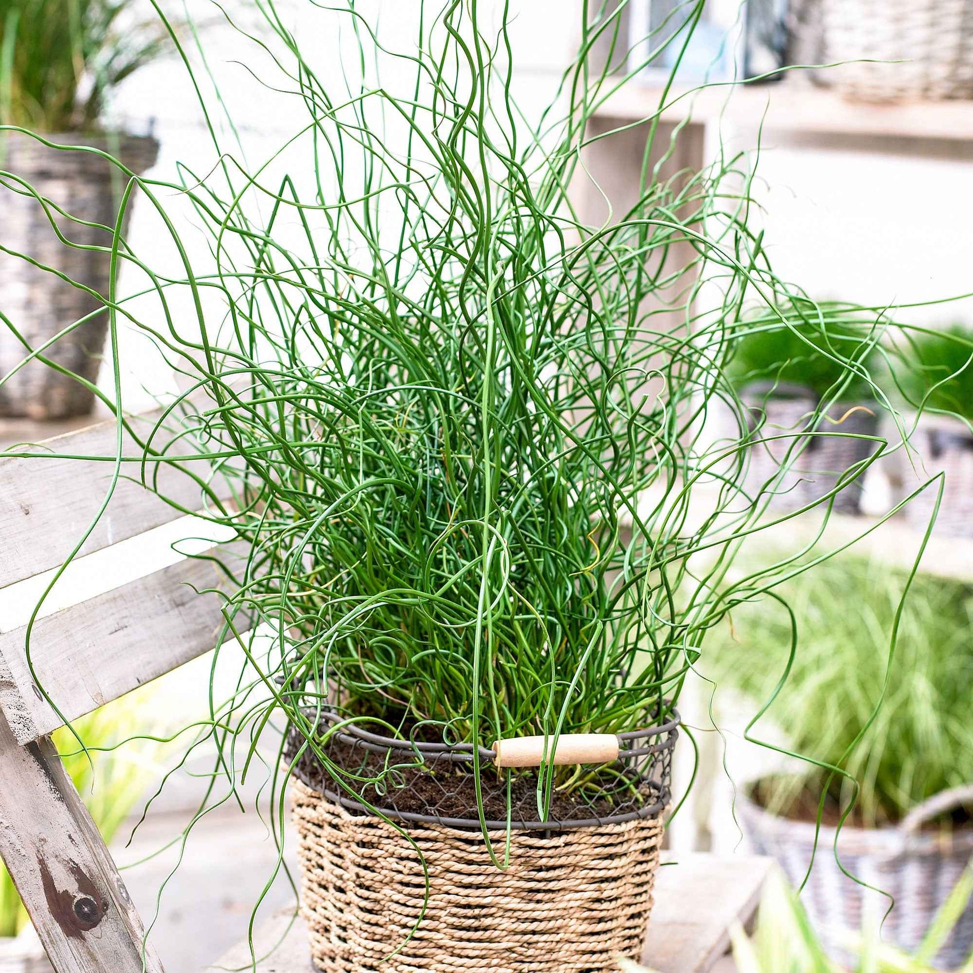 2x Jonc épars Juncus 'Liebeslocken' - Plantes d'intérieur