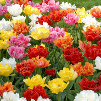 Tulipes doubles hâtives - Paquet XL - Bulbes de printemps