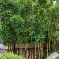 Bambou doré - Bambou