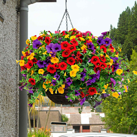 3x Mini pétunia Calibrachoa - Mélange 'Bolero' rouge-jaune-bleu - Caractéristiques des plantes