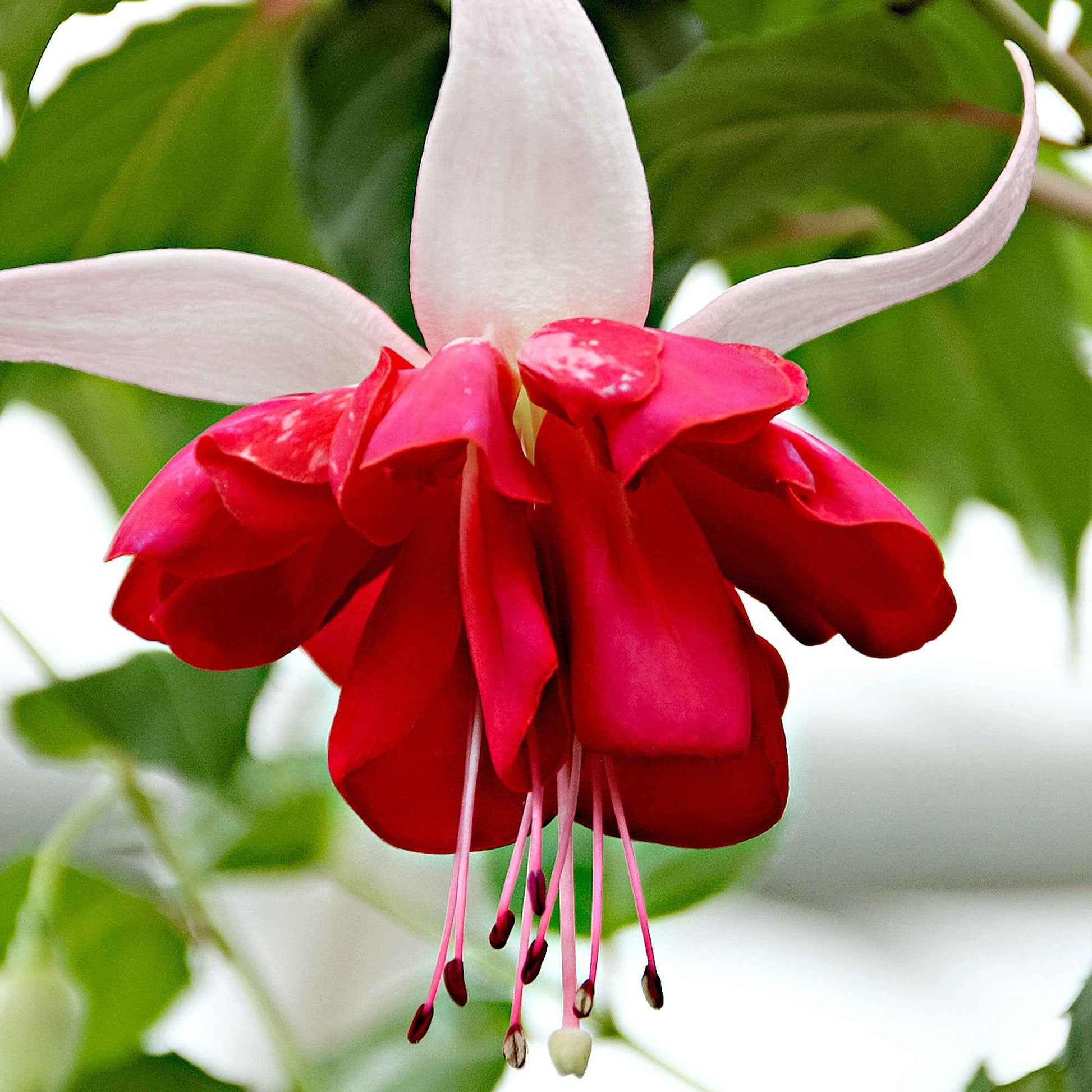 3x Doubles fleurs Fuchsia 'Seventh Heaven' rouge-blanc - Caractéristiques des plantes