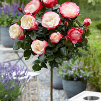 Rosier-tige Rosa 'Nostalgie' rouge-blanc - Plants à racines nues - Arbustes