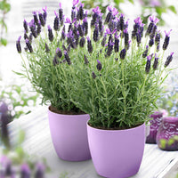 Lavande Lavandula 'Anouk' Violet - Caractéristiques des plantes