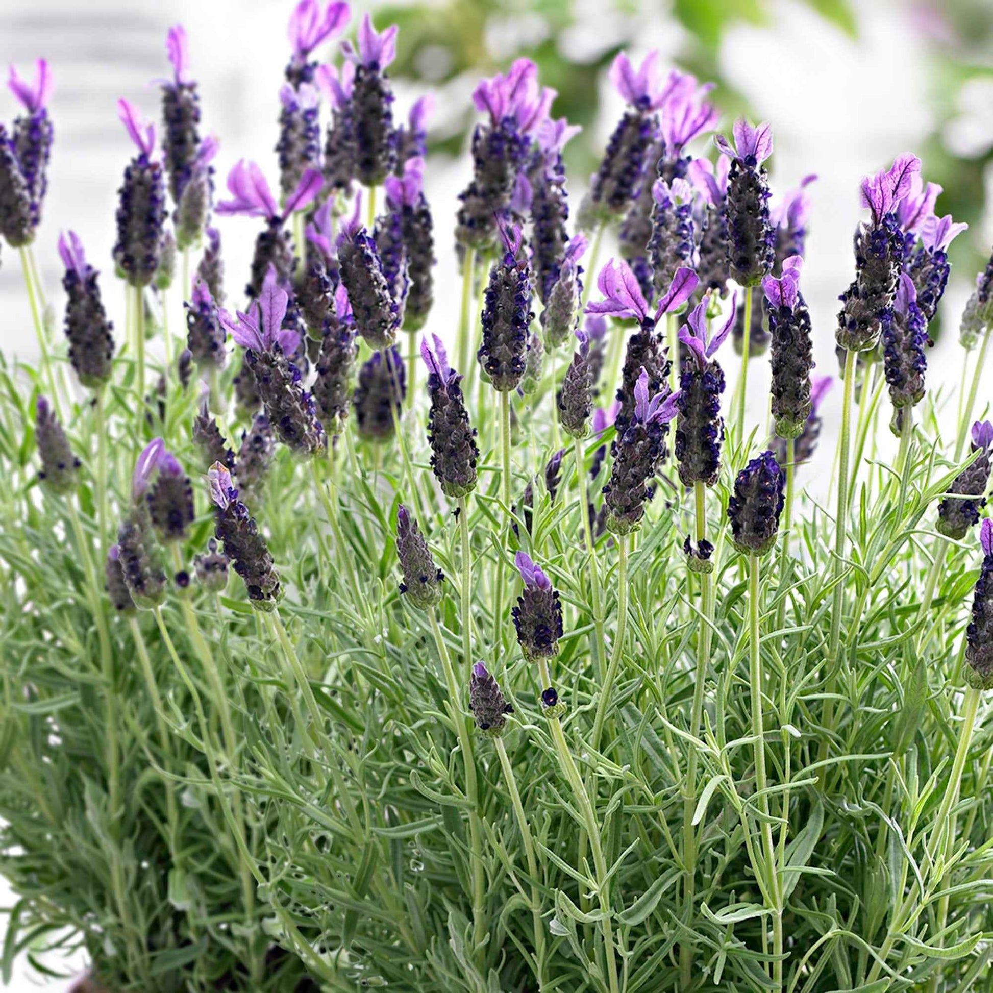 Lavande Lavandula 'Anouk' Violet - Espèces de plantes
