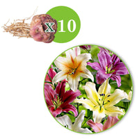 5x Lys Lilium - Mélange 'Sky High' - Bulbes de fleurs populaires